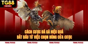 Cách Cược Đá Gà Giúp Tăng Tỷ Lệ Thắng Tại Sân Chơi Online